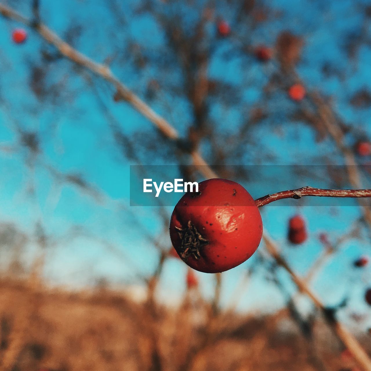 Close-up of fruit growing on tree