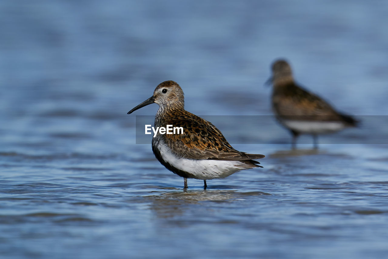 BIRD PERCHING ON A ROCK
