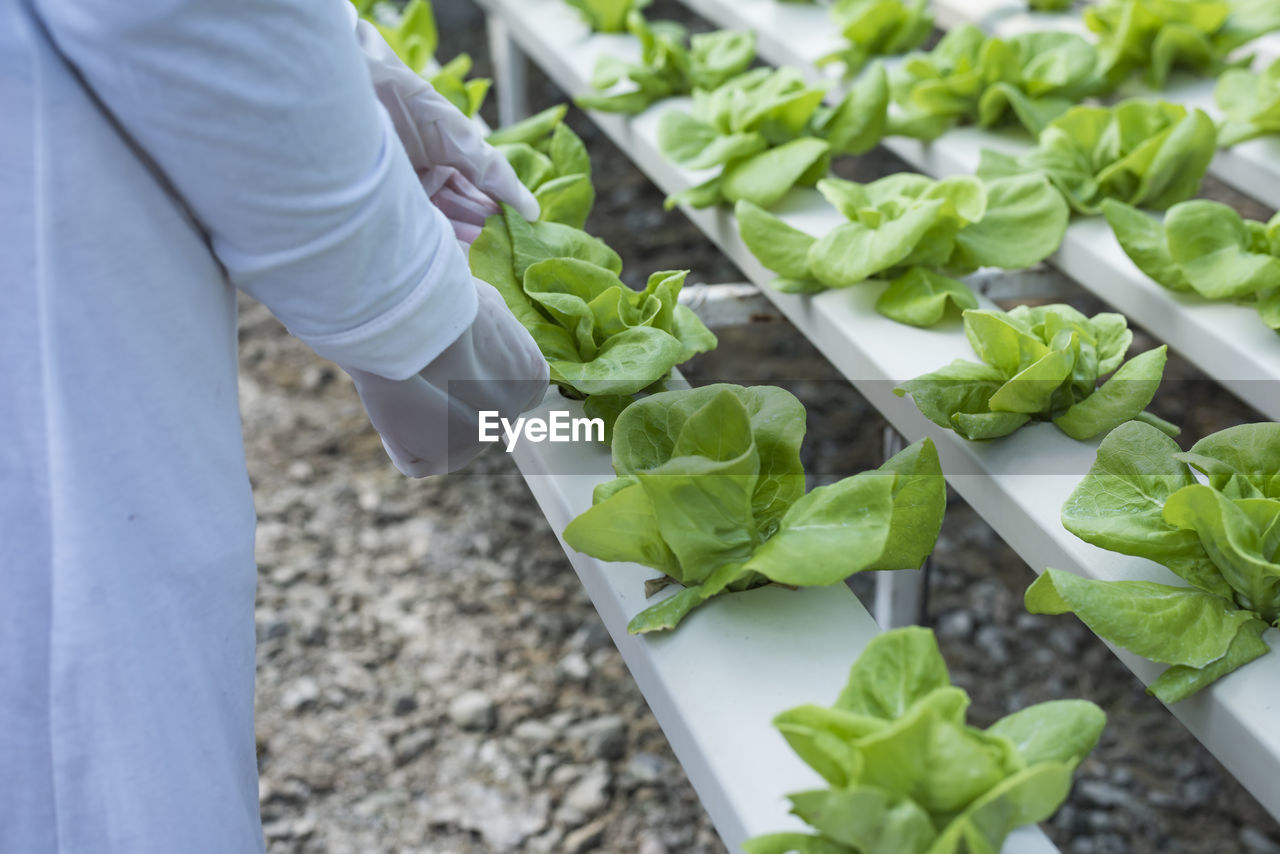 A team of scientists analyzes the plants on the vegetable tray. farm hydroponics process.
