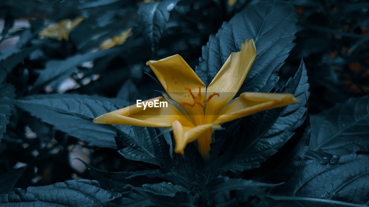 CLOSE-UP OF YELLOW IRIS FLOWER