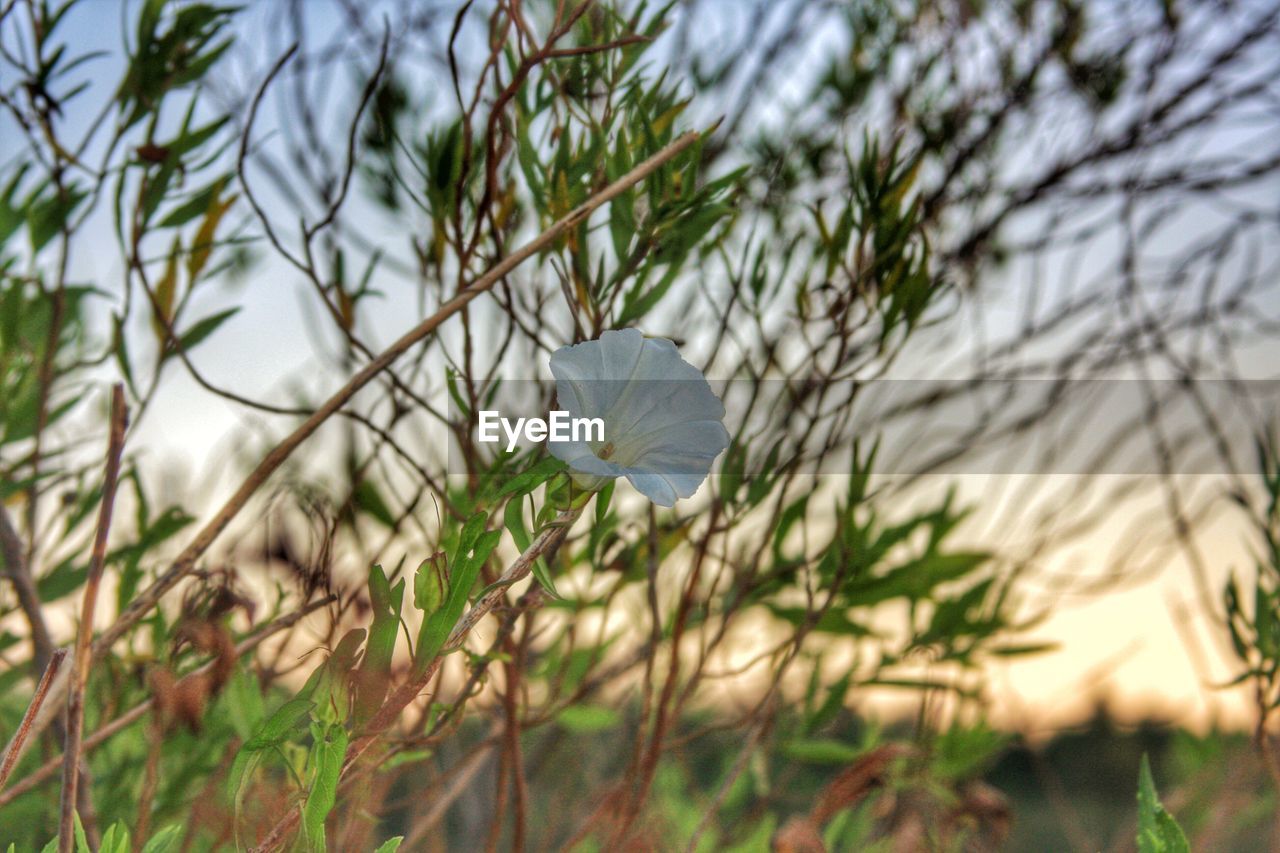 CLOSE-UP OF GRASS AGAINST TREES