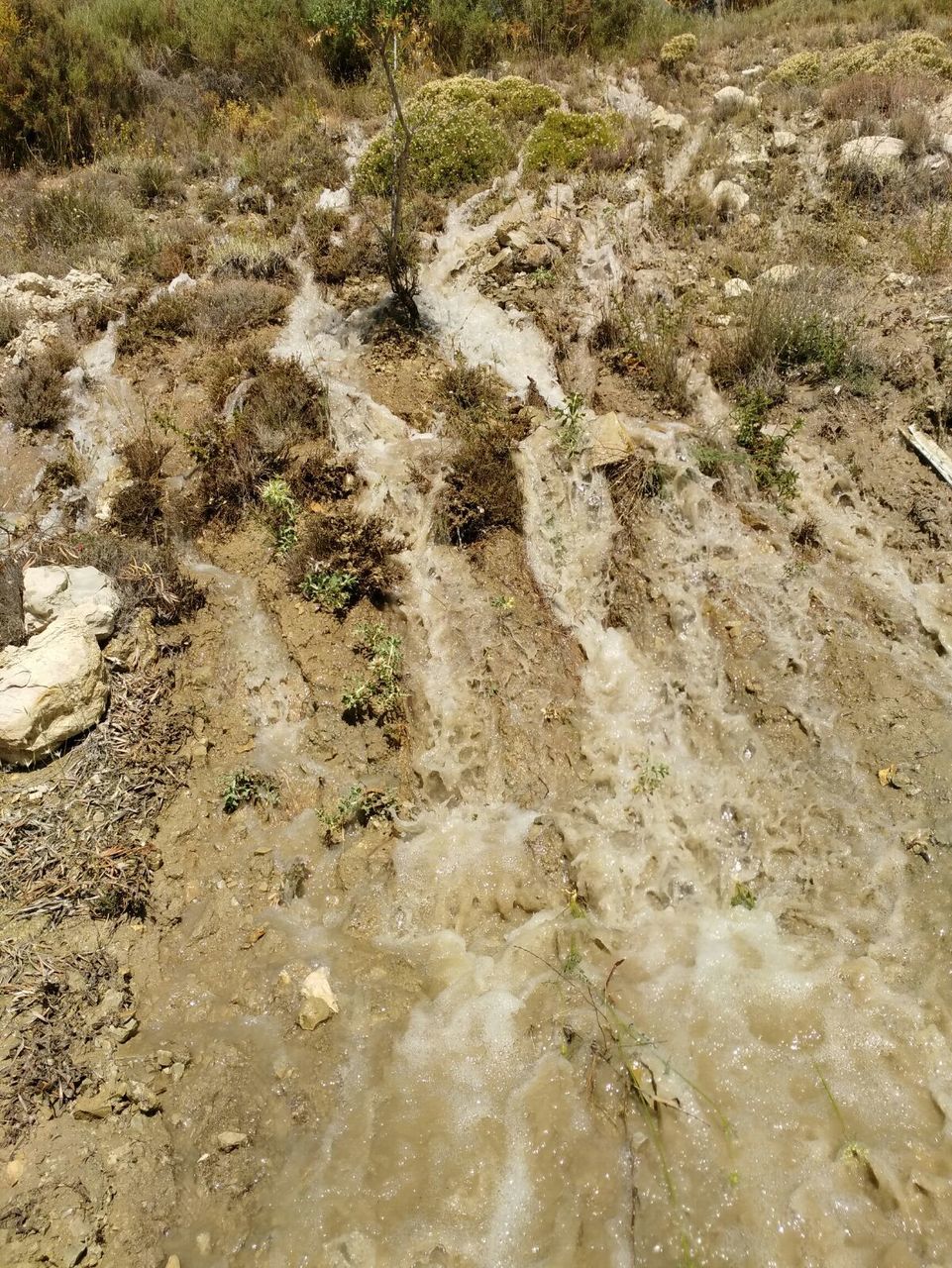 HIGH ANGLE VIEW OF GRASS