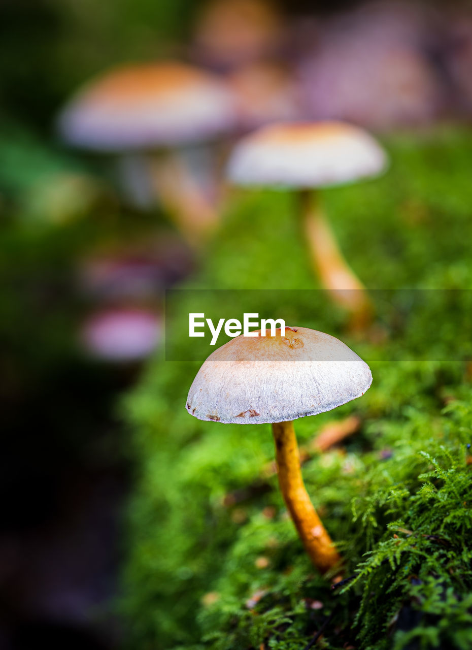 Close-up of three mushrooms on moss in the forest