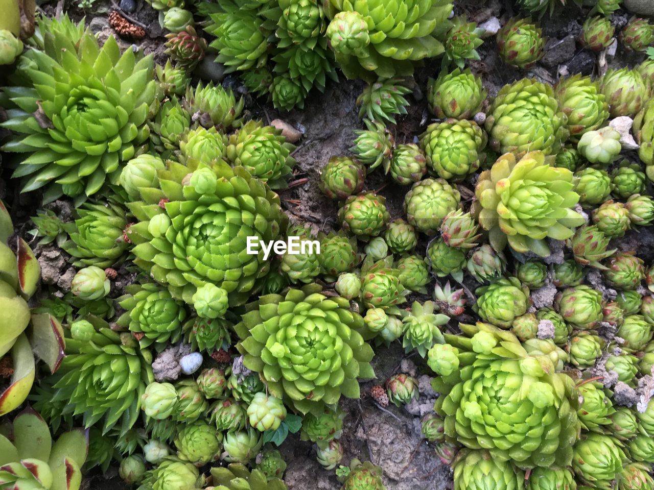 Full frame shot of fruits