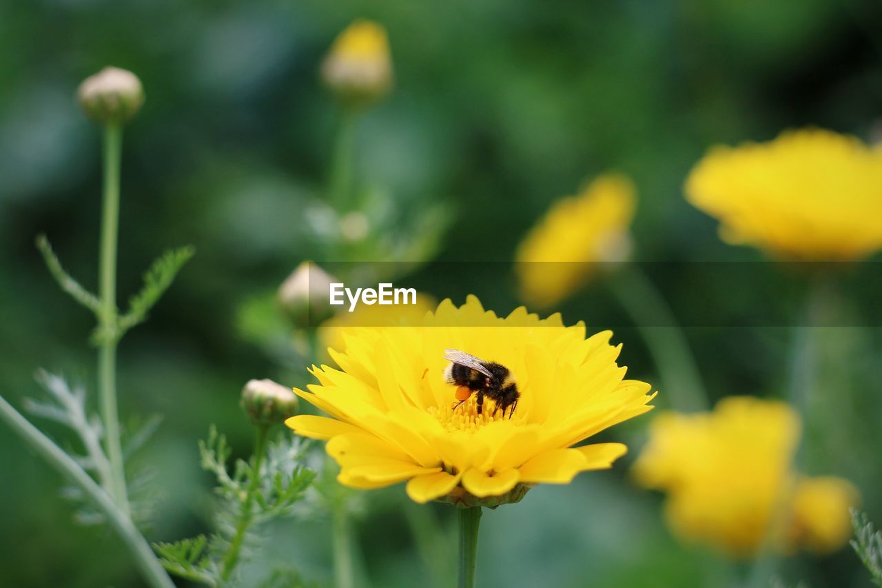 CLOSE-UP OF BEE ON YELLOW FLOWERS