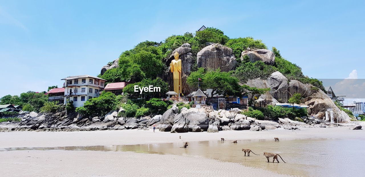 TREES GROWING ON BEACH