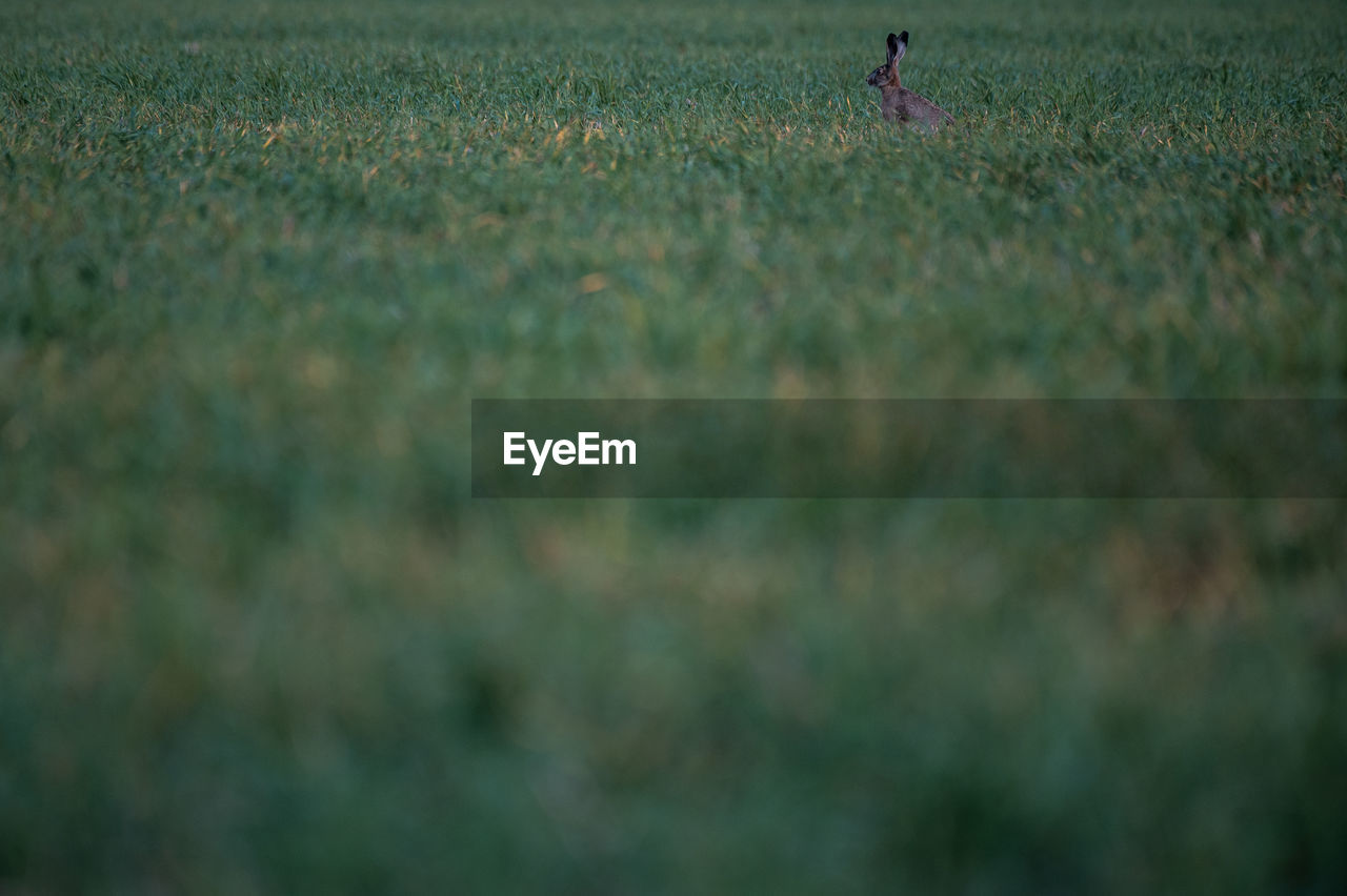 grass, plant, field, land, grassland, selective focus, morning, nature, landscape, green, one person, prairie, rural scene, environment, meadow, agriculture, day, flower, outdoors, growth, natural environment, plain, focus on background, sunlight, beauty in nature, horizon