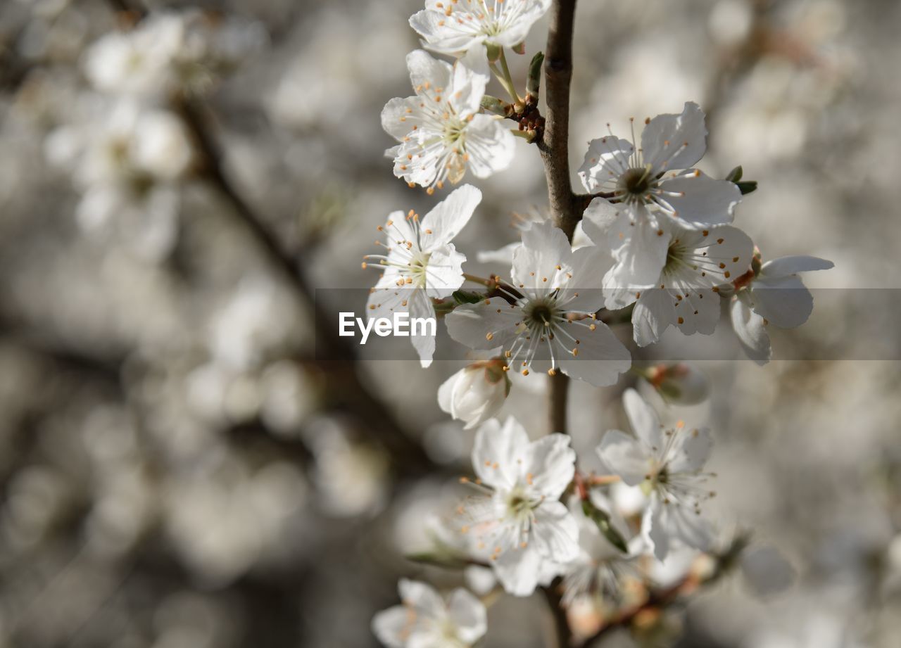 CLOSE-UP OF CHERRY BLOSSOMS