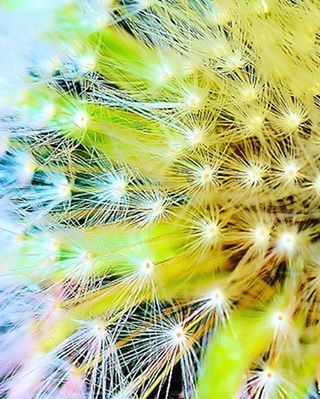 CLOSE-UP OF DANDELIONS