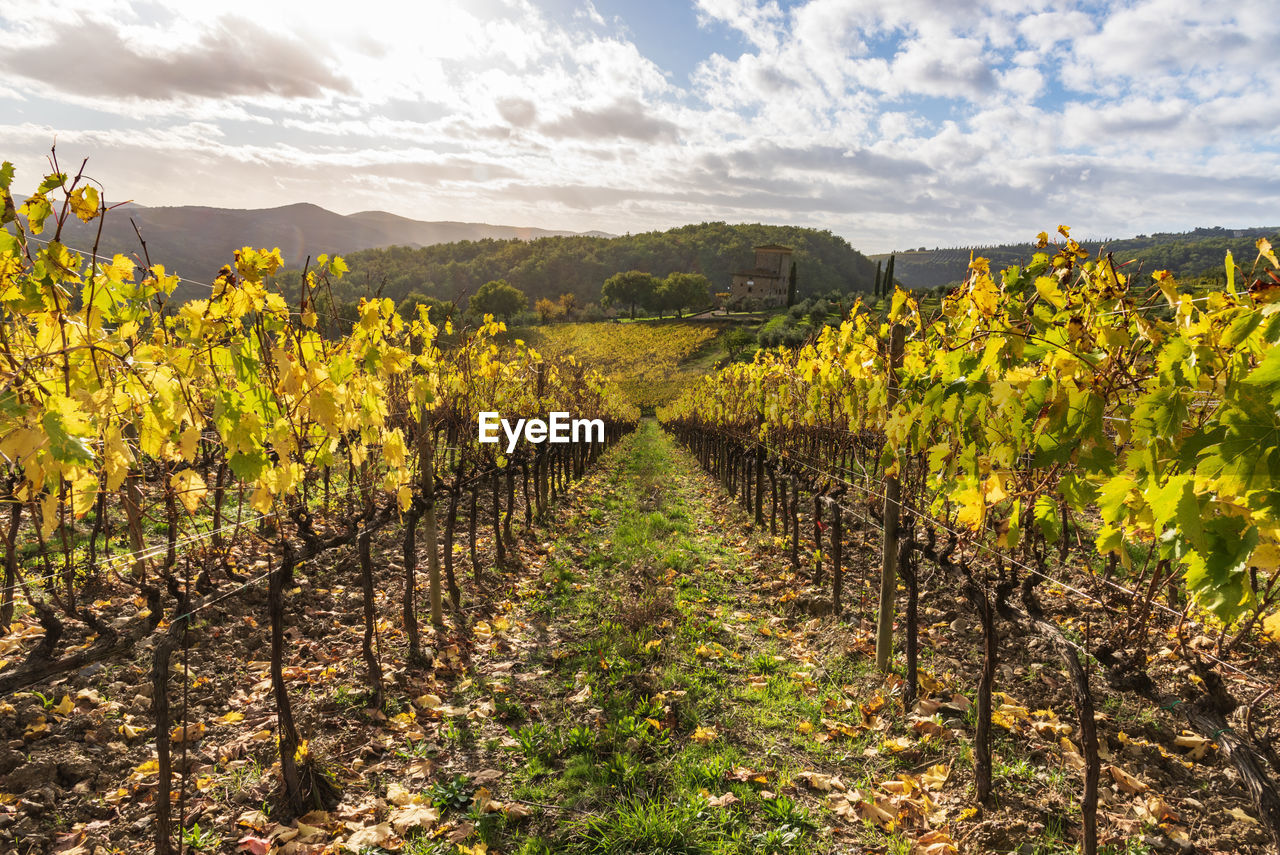 VIEW OF VINEYARD AGAINST SKY