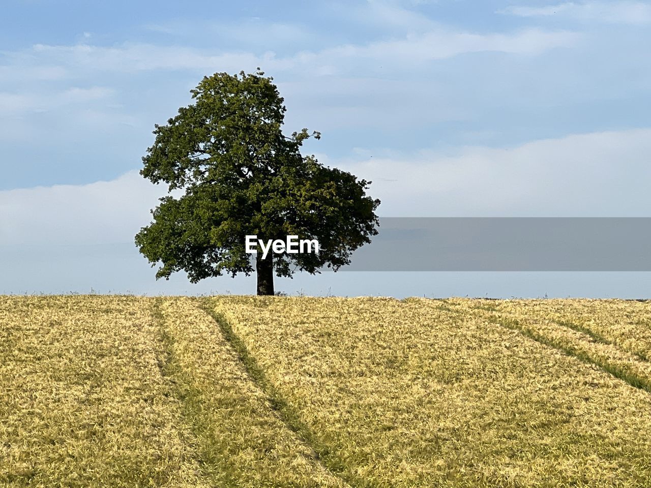 Countryside nature lone tree field 