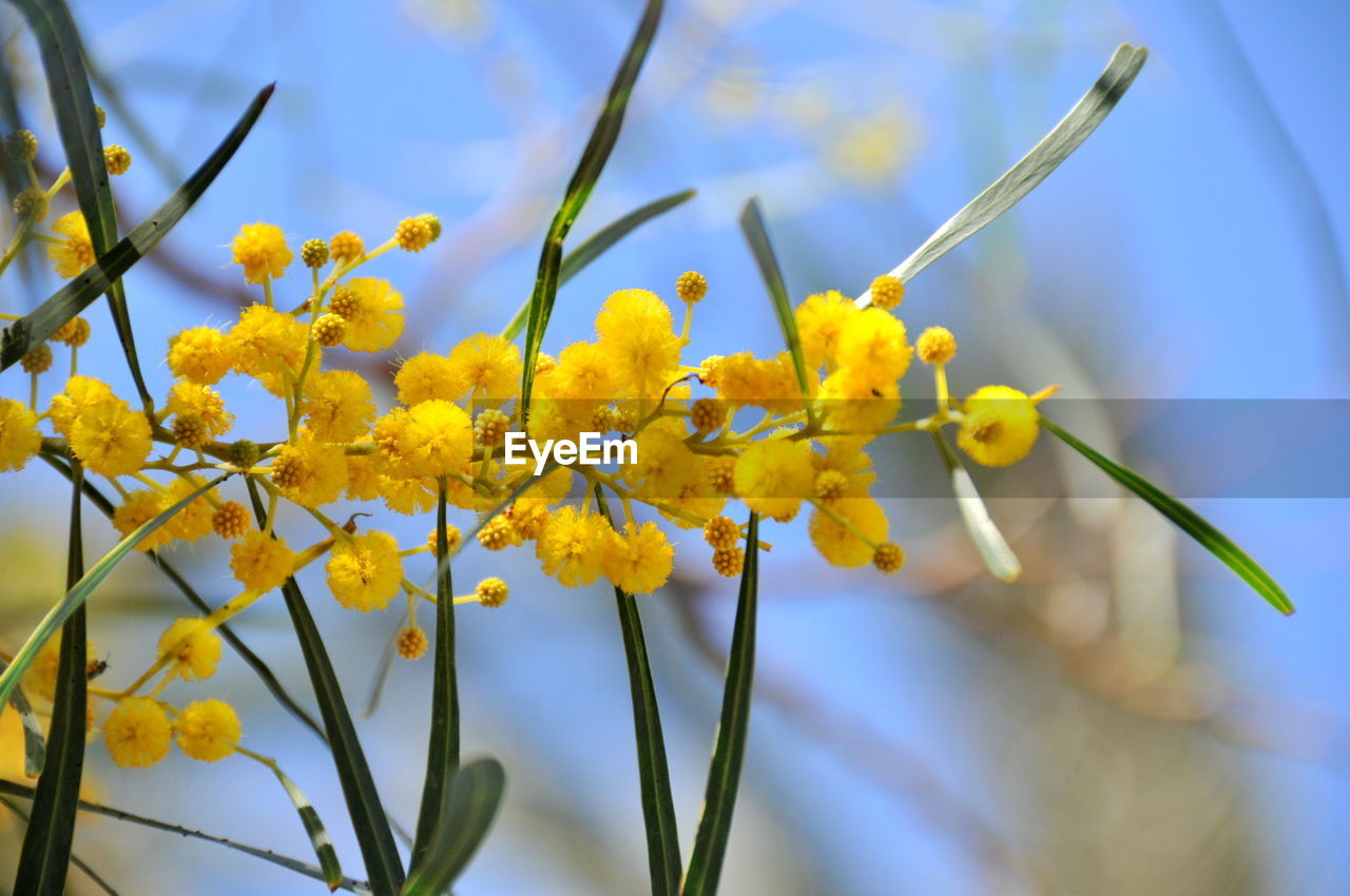 Close-up of yellow flowers against sky