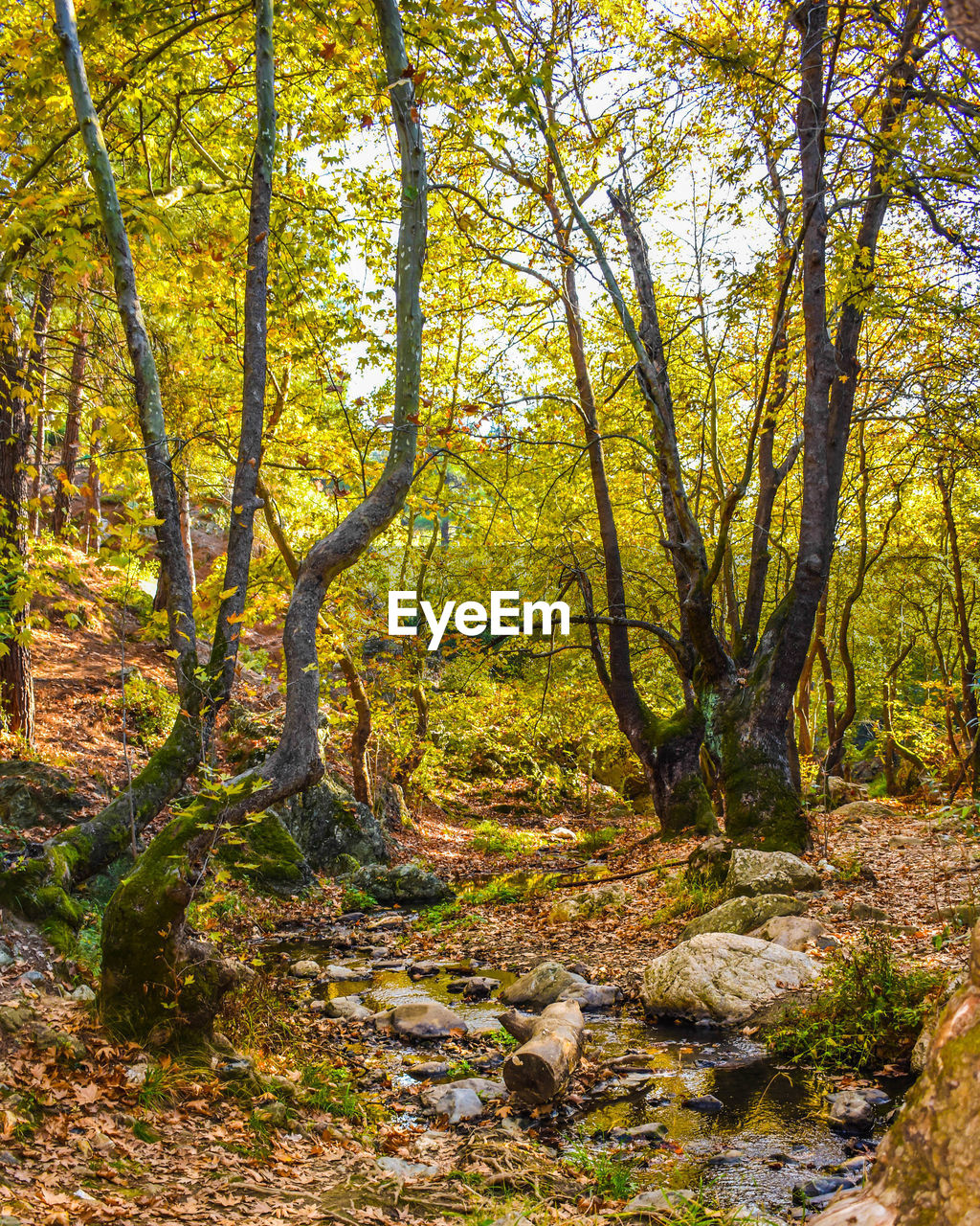 TREES GROWING IN FOREST