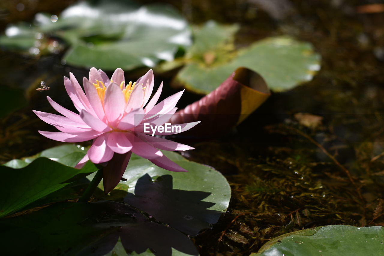 CLOSE-UP OF WATER LILY IN POND