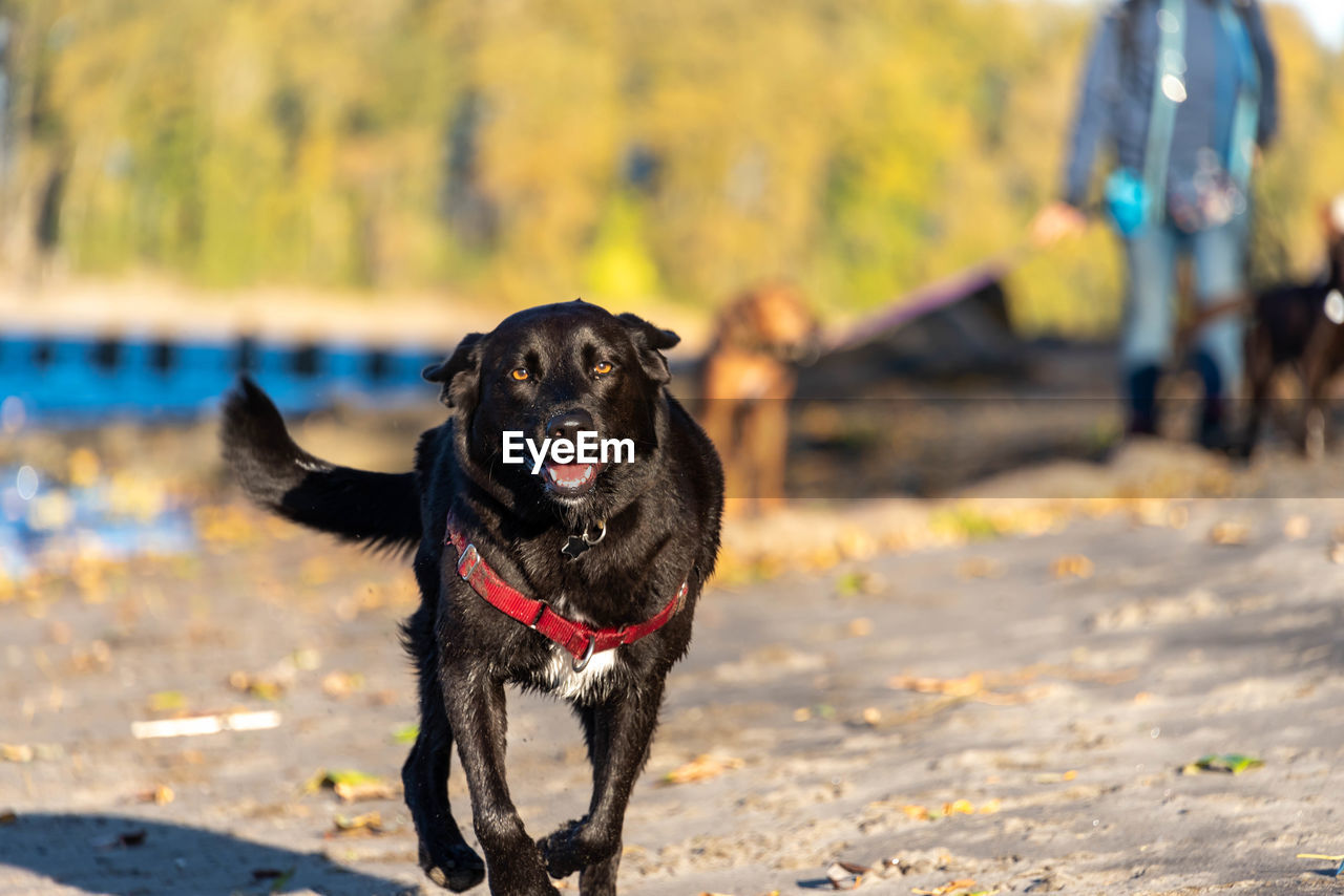 BLACK DOG RUNNING IN A SUNLIGHT