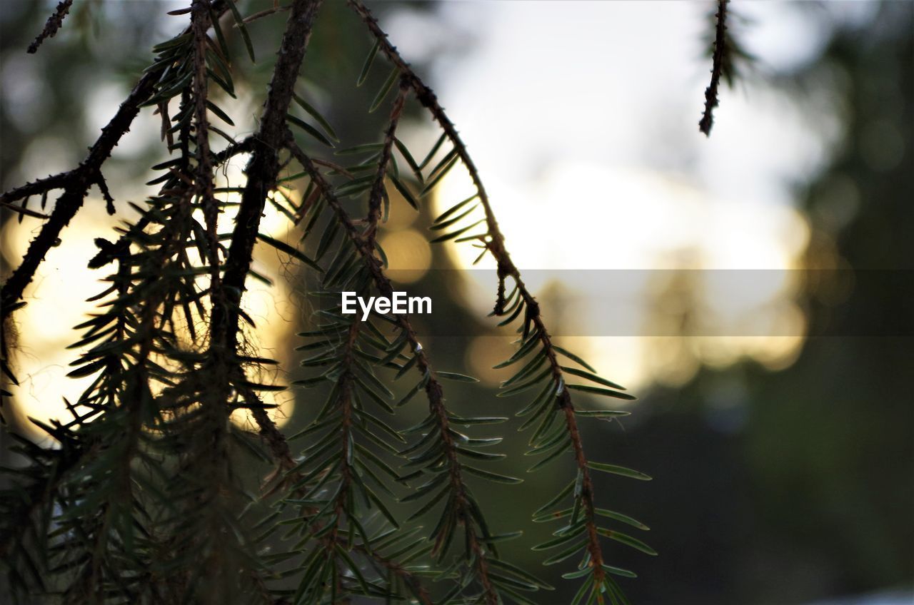 CLOSE-UP OF LEAF AGAINST TREE