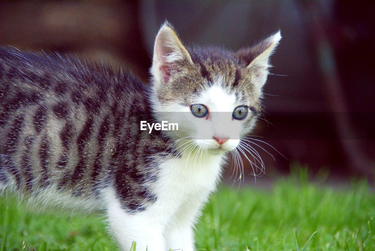 Close-up portrait of cat