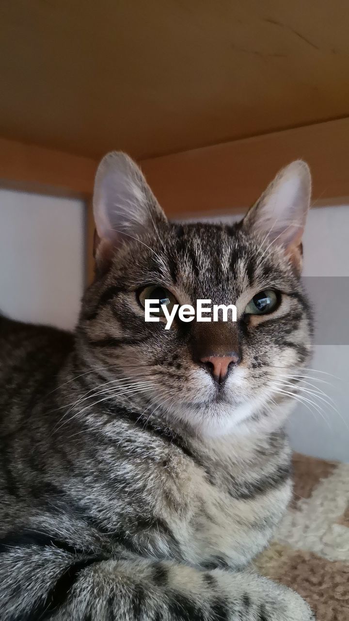 CLOSE-UP OF CAT