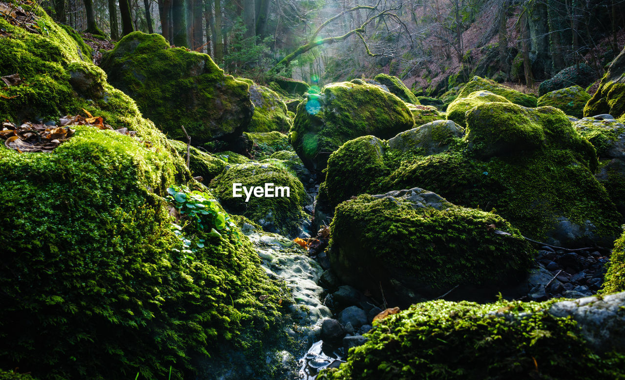 Moss covered rocks in forest