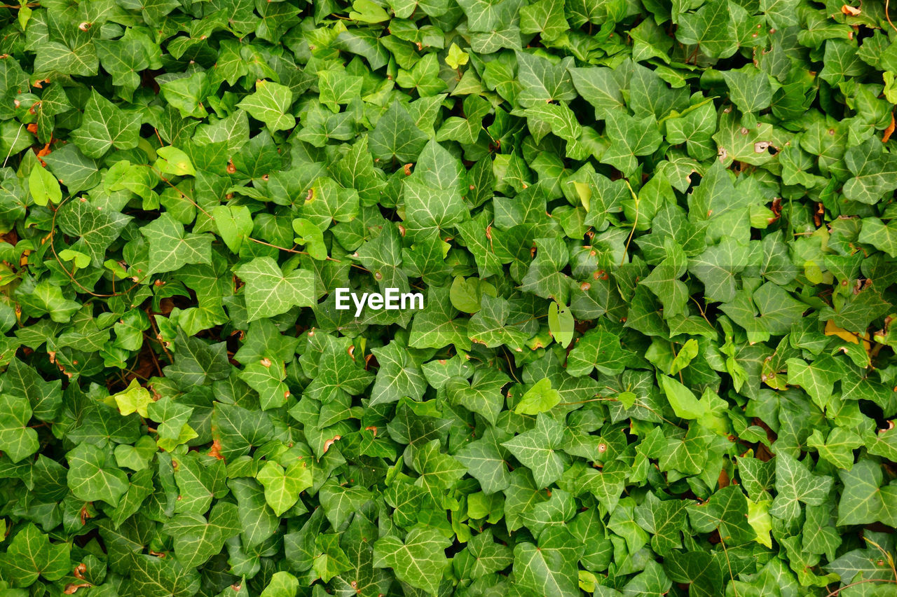 FULL FRAME SHOT OF FRESH GREEN LEAVES ON LAND