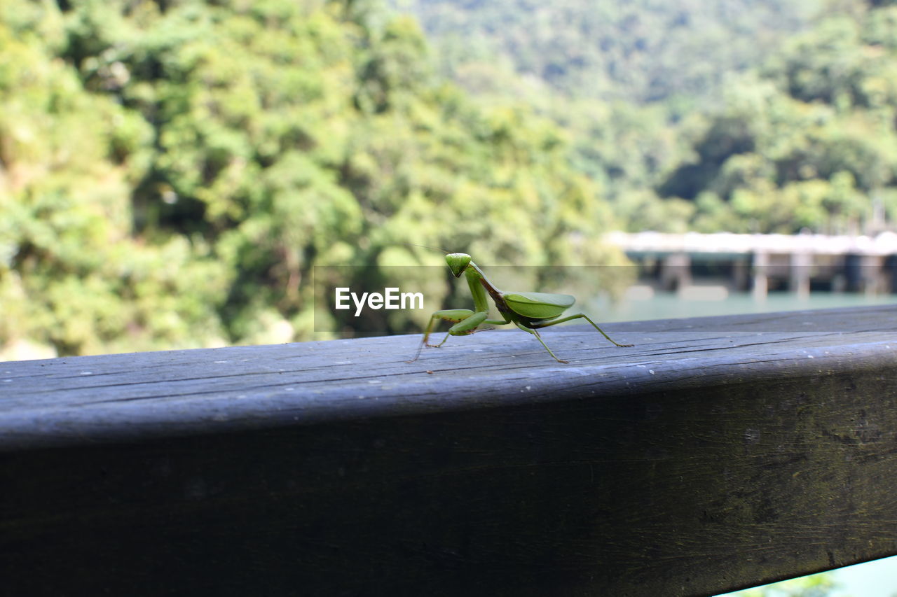 CLOSE-UP OF INSECT ON LEAF