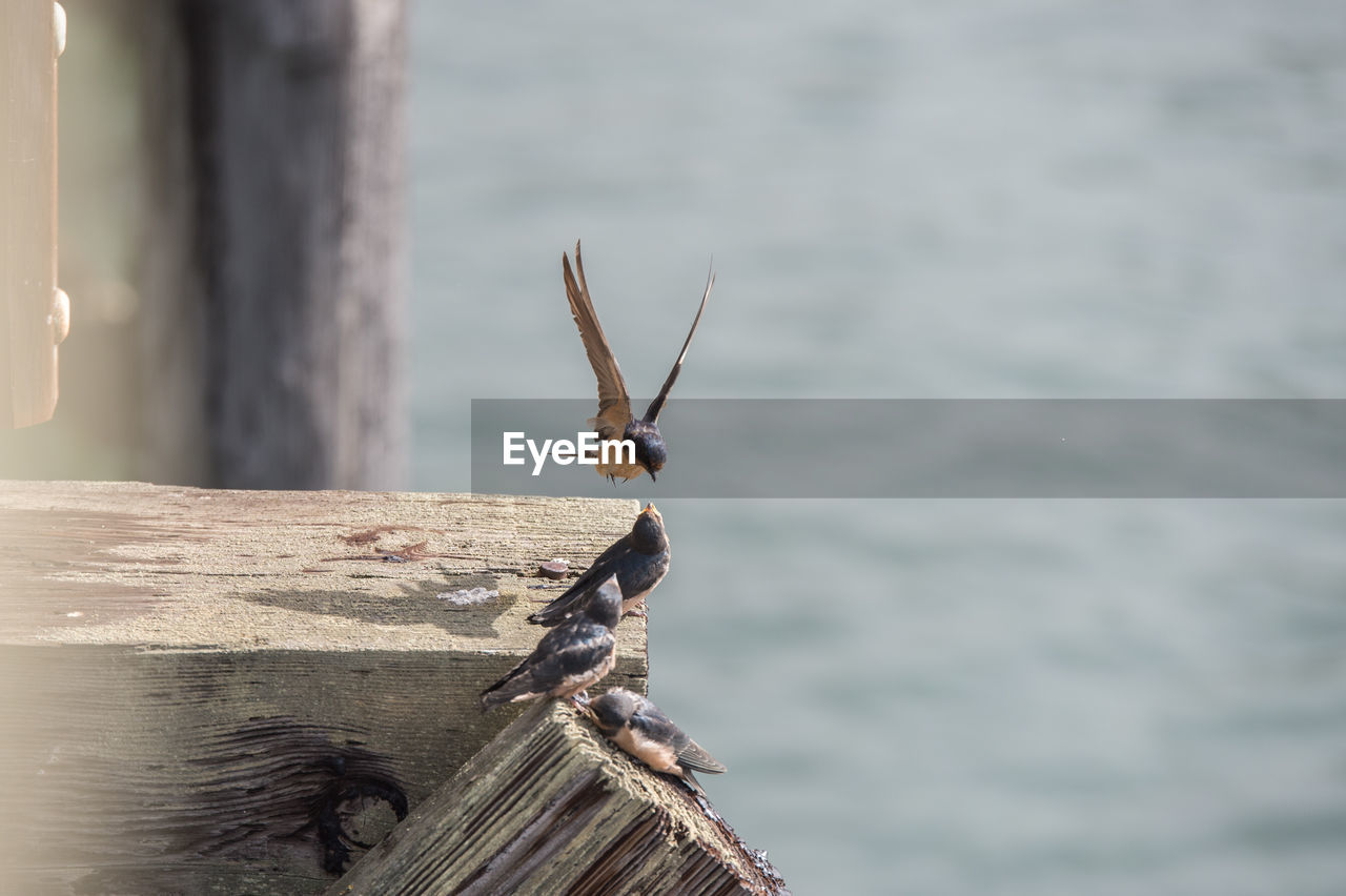 Close-up of bird on wooden post