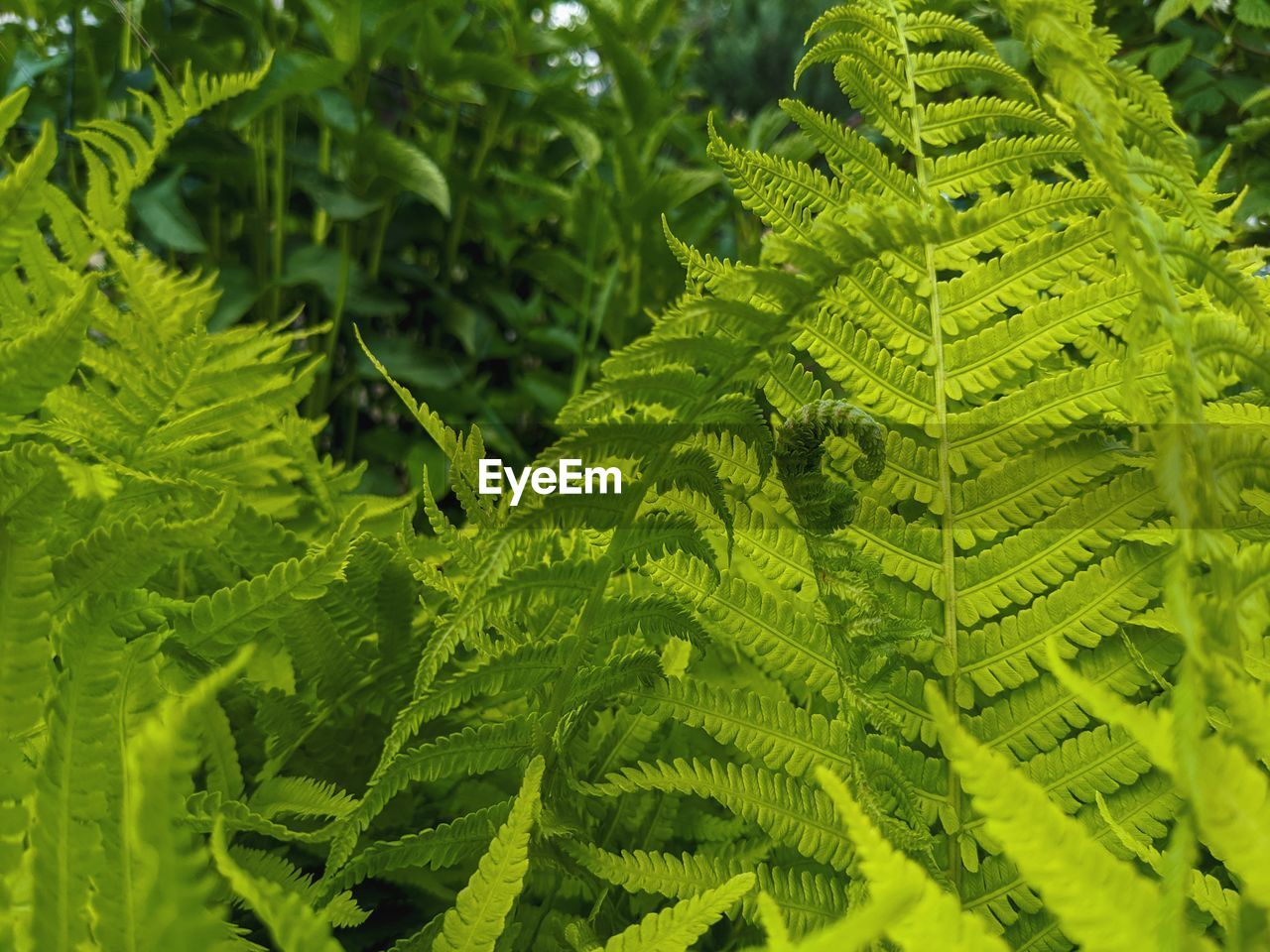 Close-up of green fern leaves