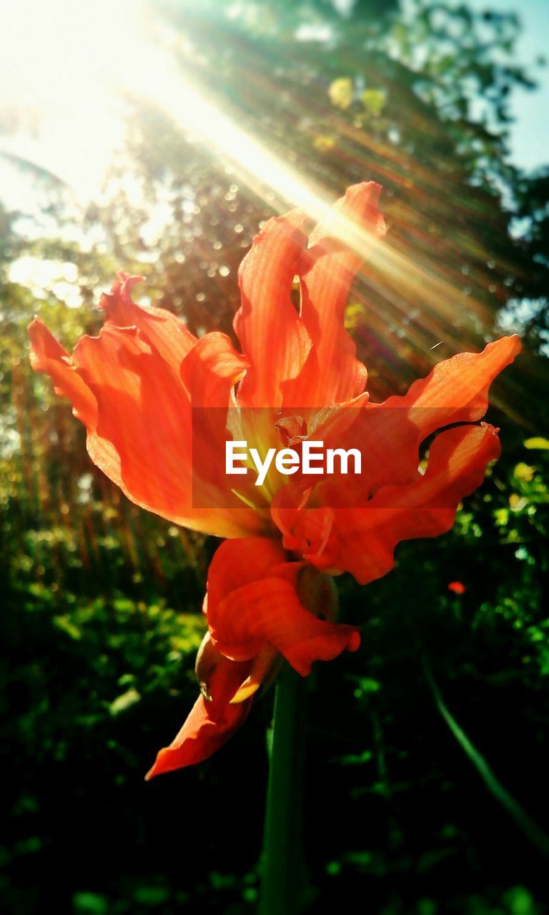 Sunlight falling on orange flower blooming in park