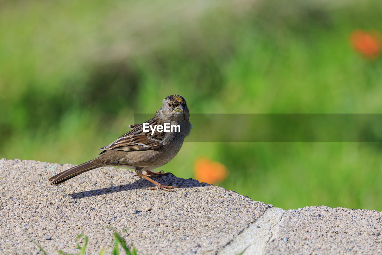 Close-up of bird perching on rock