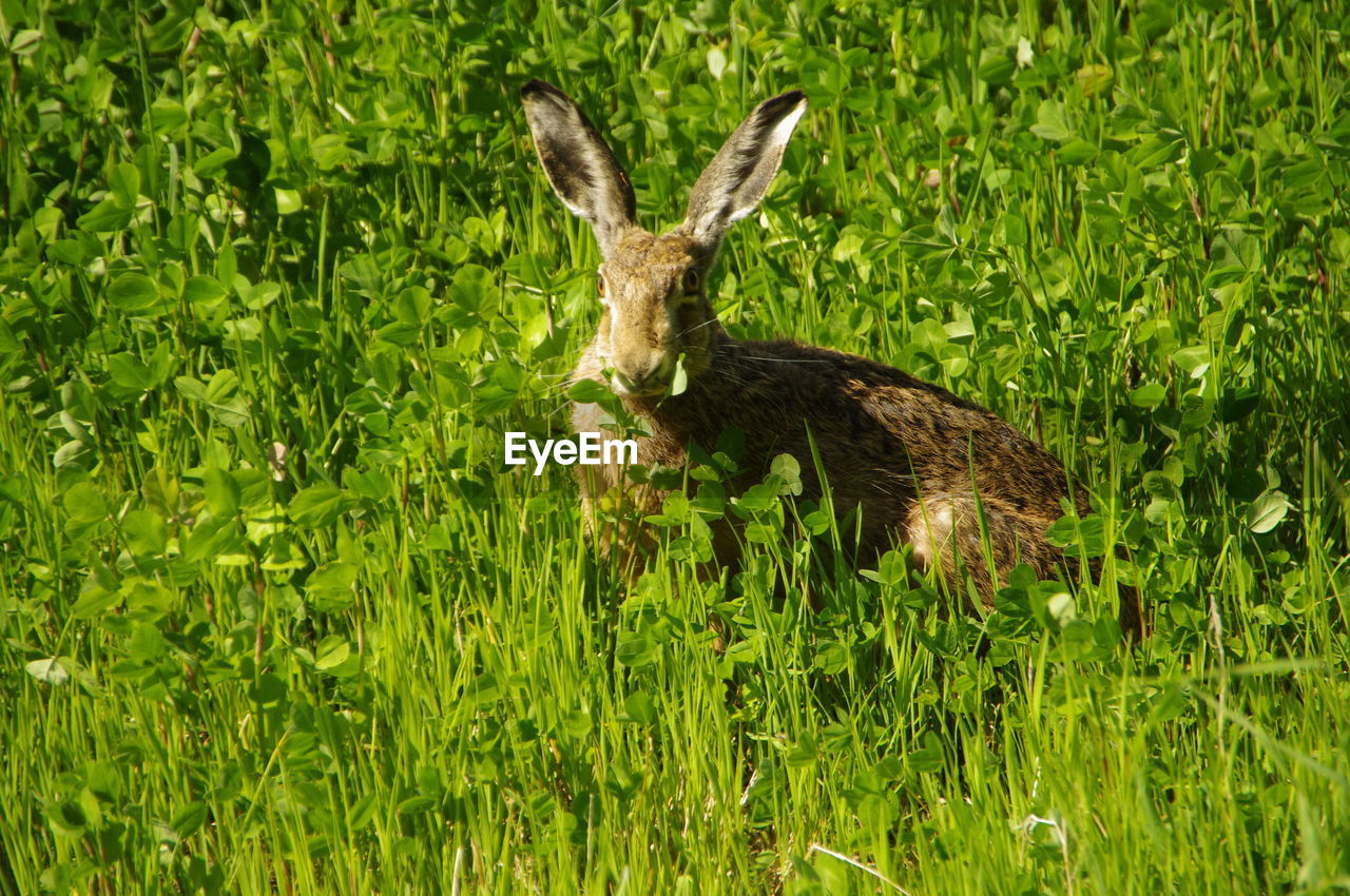 Rabbit on field