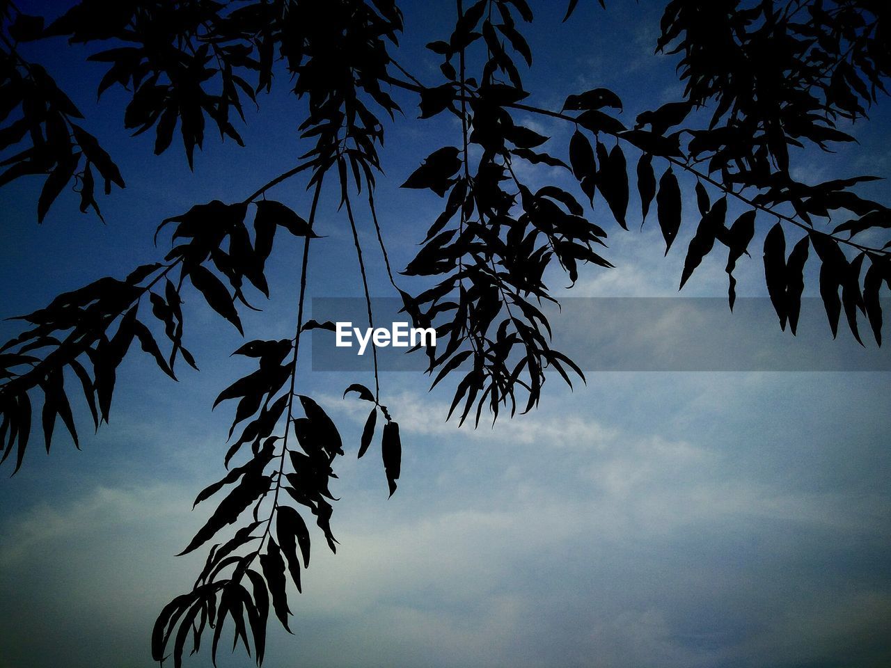 LOW ANGLE VIEW OF TREES AGAINST BLUE SKY