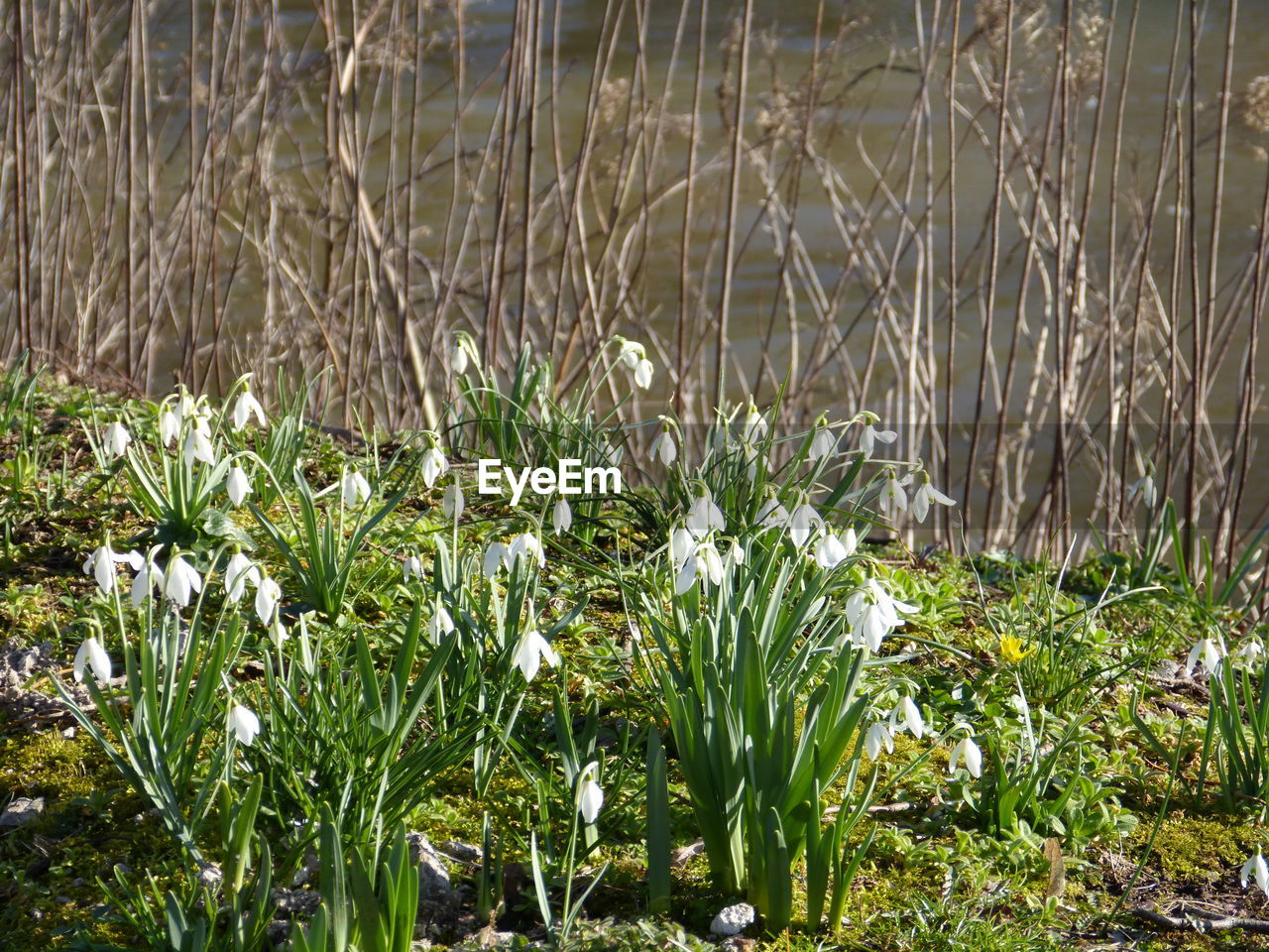 CLOSE-UP OF WHITE CROCUS BLOOMING IN LAKE
