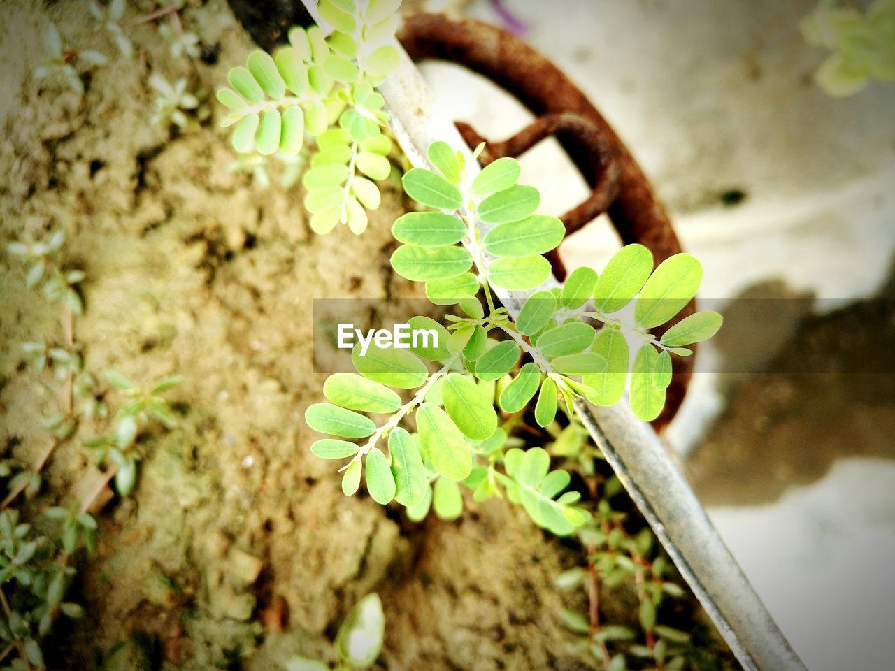 HIGH ANGLE VIEW OF GREEN PLANT ON LEAF