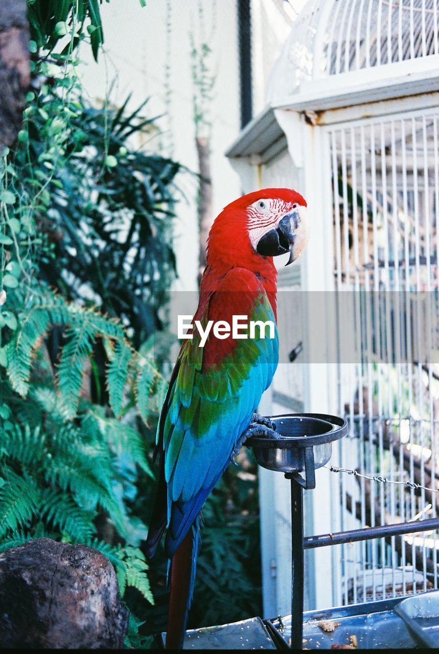 Close-up of macaw perching bird feeder