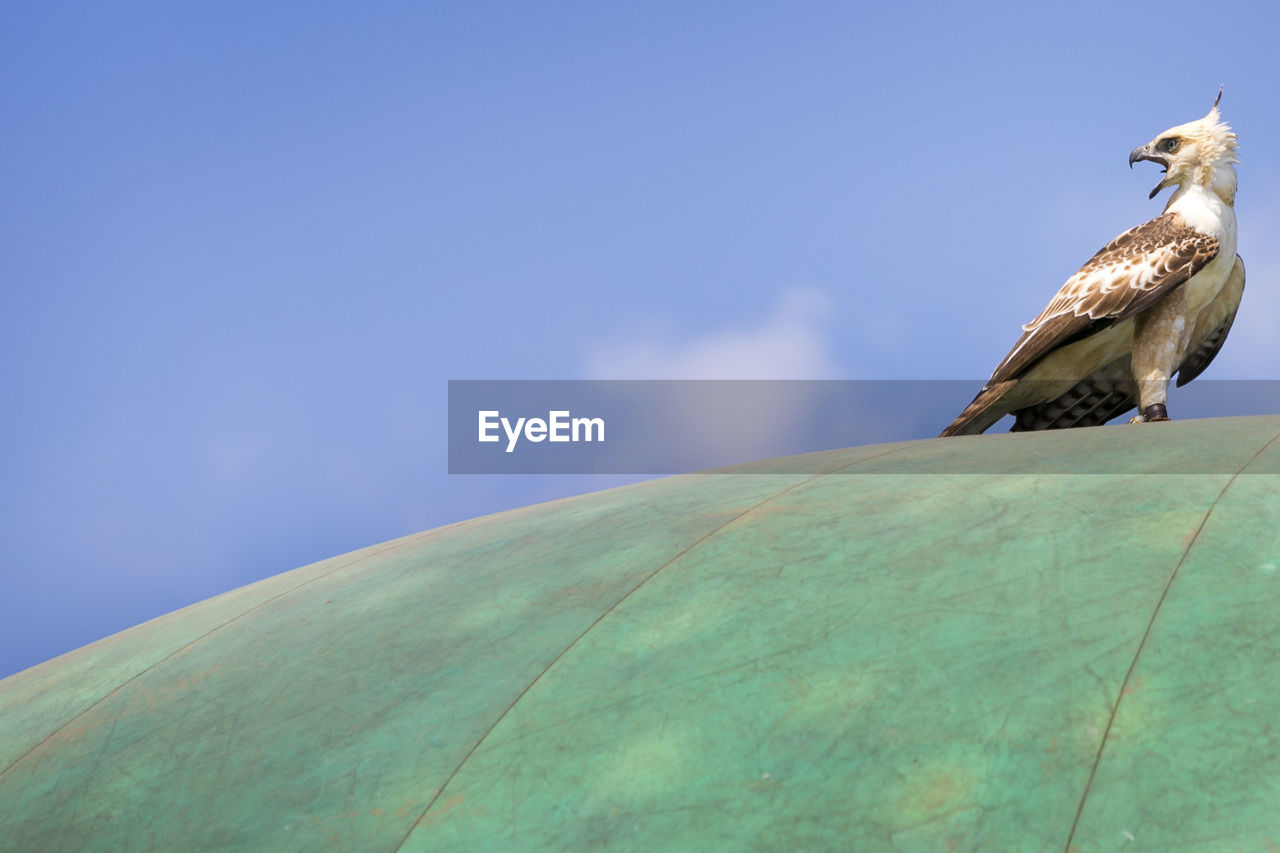 Low angle view of eagle perching on dome against sky