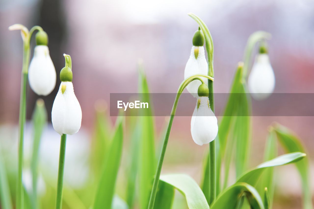 Close-up of white flowering plants