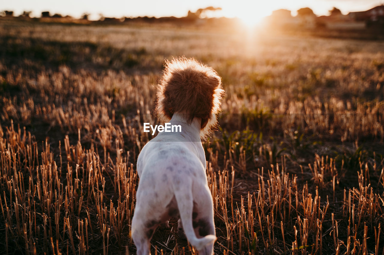 REAR VIEW OF PERSON WITH DOG ON FIELD