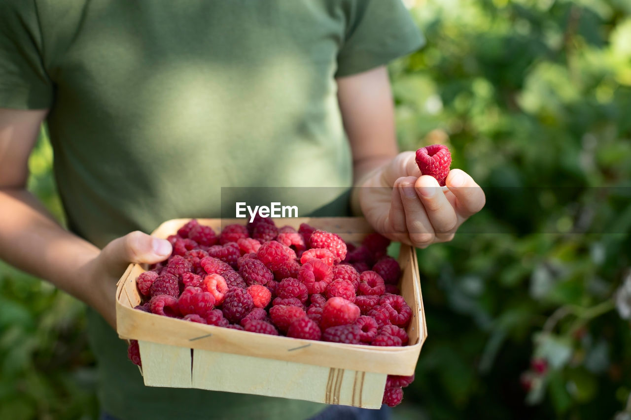 The boy holds a wicker basket with raspberries in his hands.