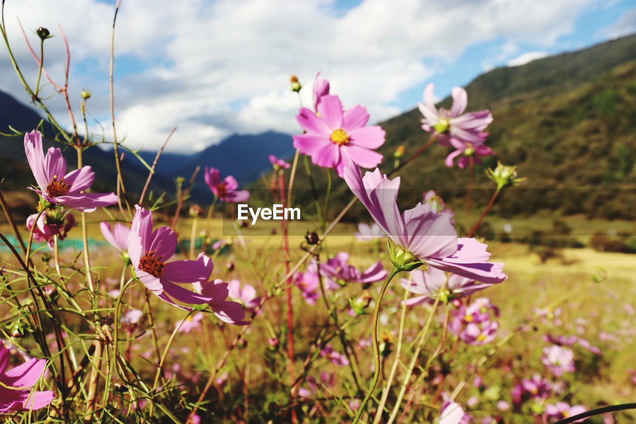 flower, flowering plant, plant, beauty in nature, freshness, nature, garden cosmos, pink, sky, blossom, meadow, cloud, wildflower, fragility, close-up, no people, environment, growth, landscape, grass, petal, mountain, focus on foreground, land, springtime, field, flower head, purple, day, outdoors, inflorescence, multi colored, scenics - nature, cosmos, plain, tranquility, summer, sunlight, cosmos flower