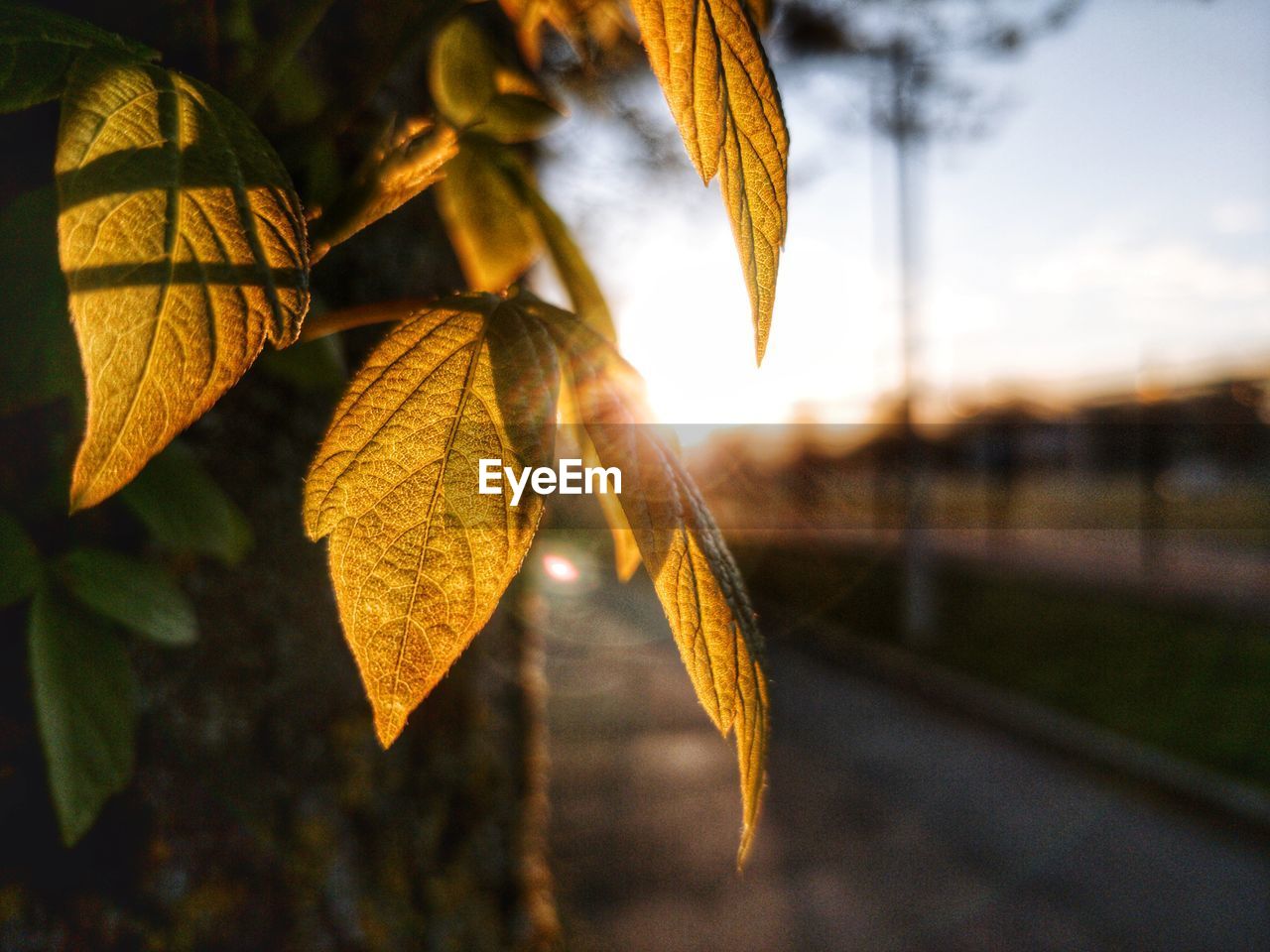 CLOSE-UP OF AUTUMNAL LEAVES