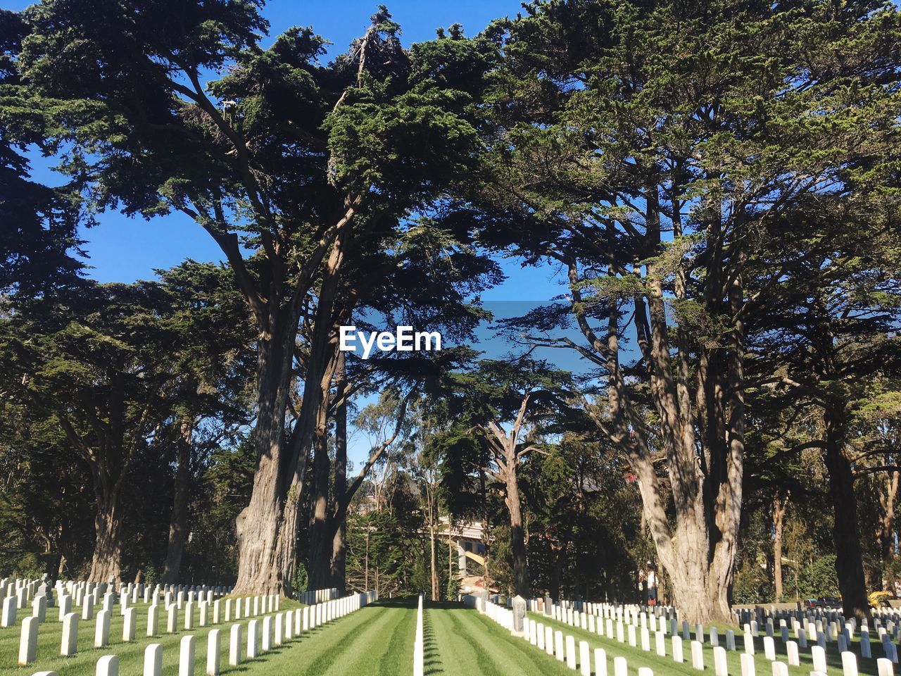 Tall trees amidst white tombstones in graveyard