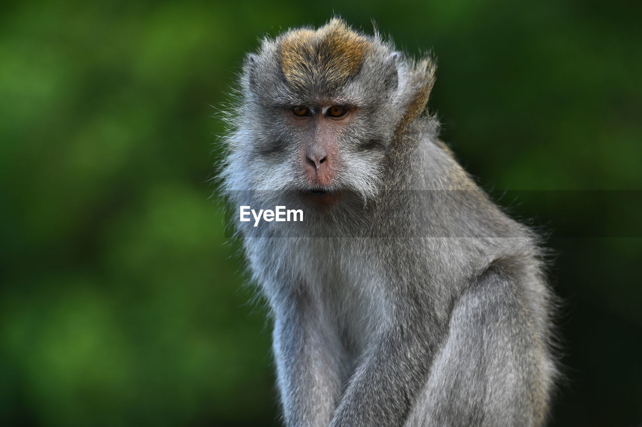 animal themes, animal, animal wildlife, primate, one animal, monkey, macaque, mammal, wildlife, old world monkey, no people, ape, portrait, animal hair, baboon, nature, animal body part, focus on foreground, new world monkey, outdoors, animal head, looking, close-up, sitting