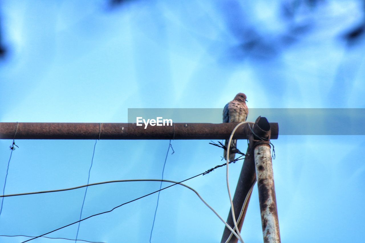 blue, animal, sky, animal themes, wildlife, animal wildlife, low angle view, bird, perching, one animal, nature, day, cable, electricity, no people, outdoors