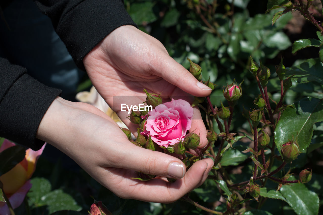 Close-up of woman hands holding pink rose