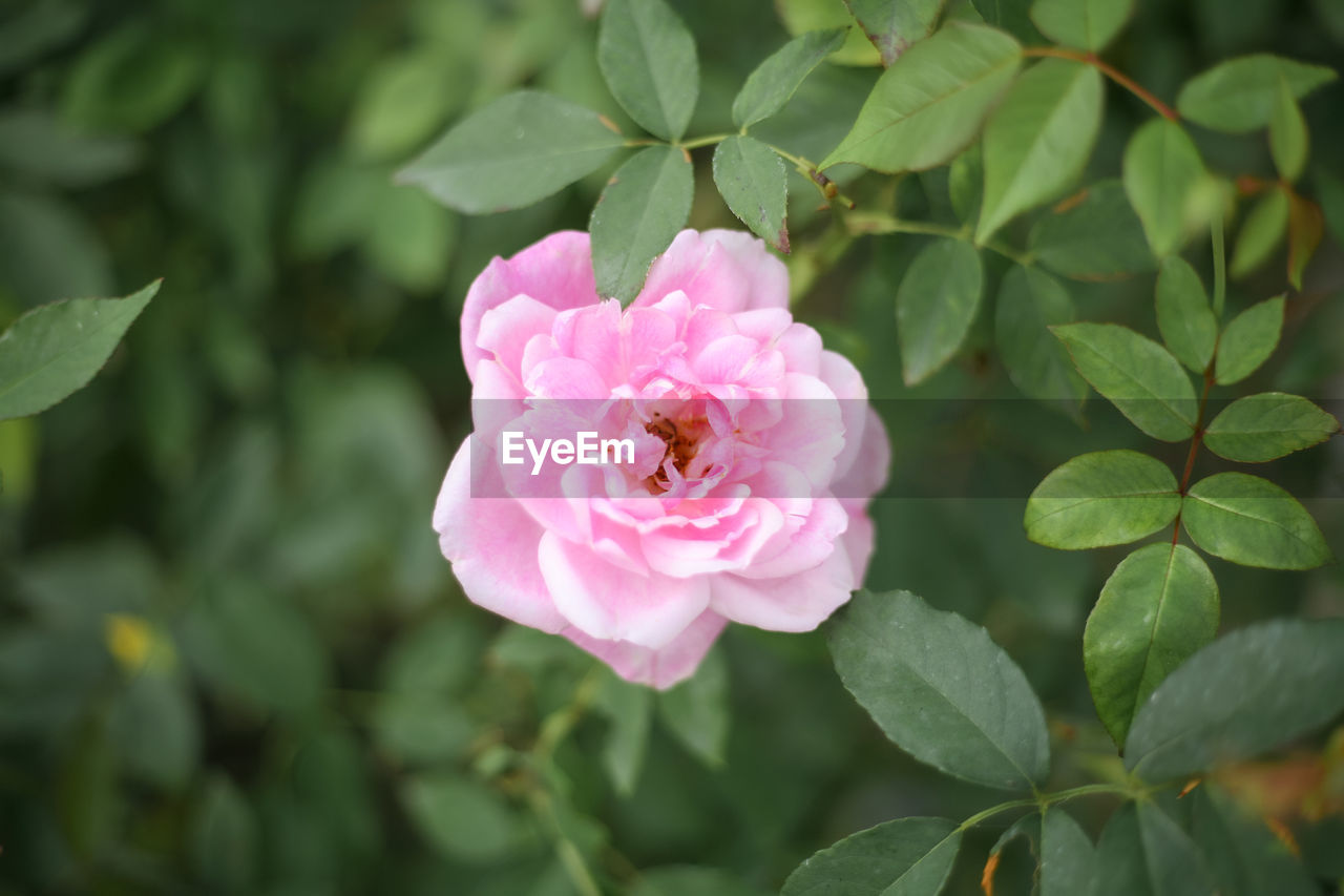 Close-up of pink rose