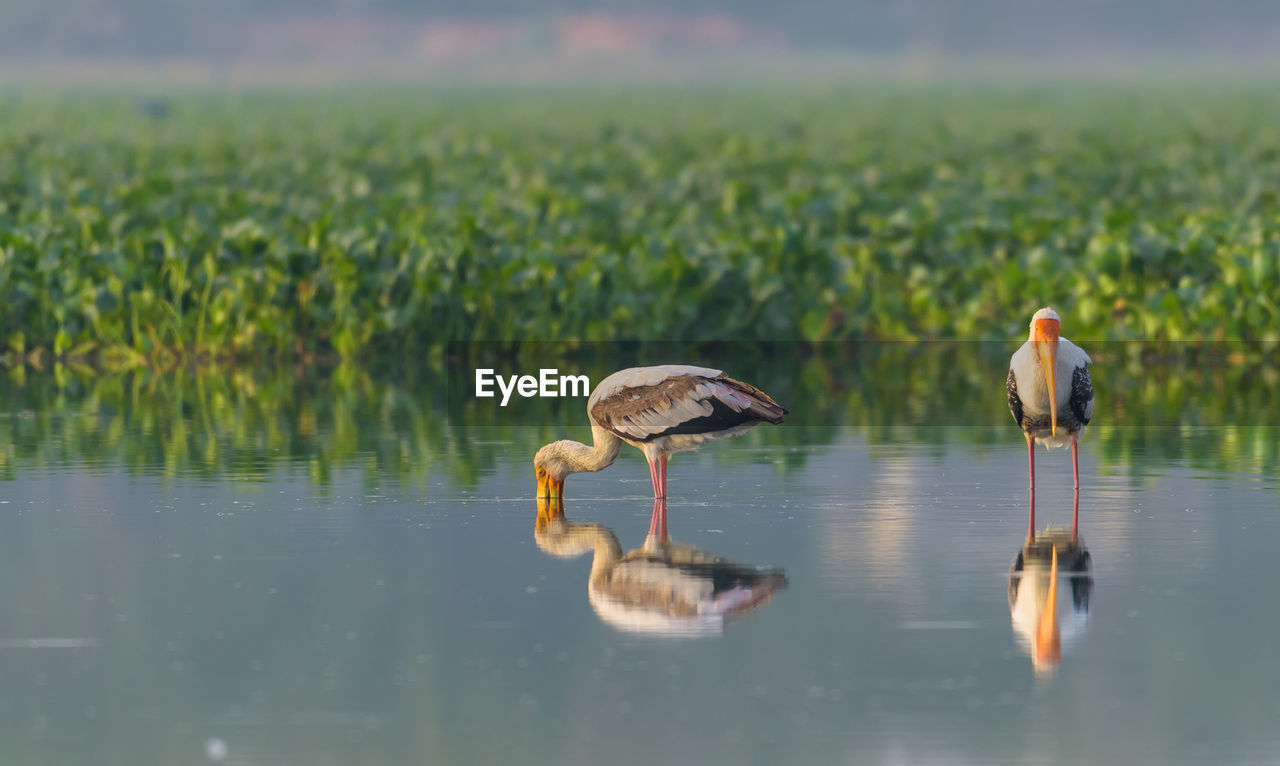 Painted stork in a lake