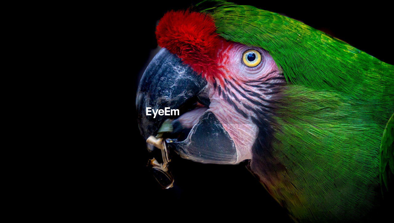 CLOSE-UP OF PARROT IN BLACK BACKGROUND