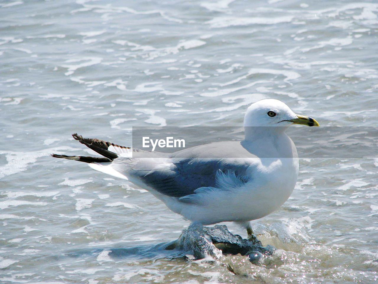 Side view of seagull on shore