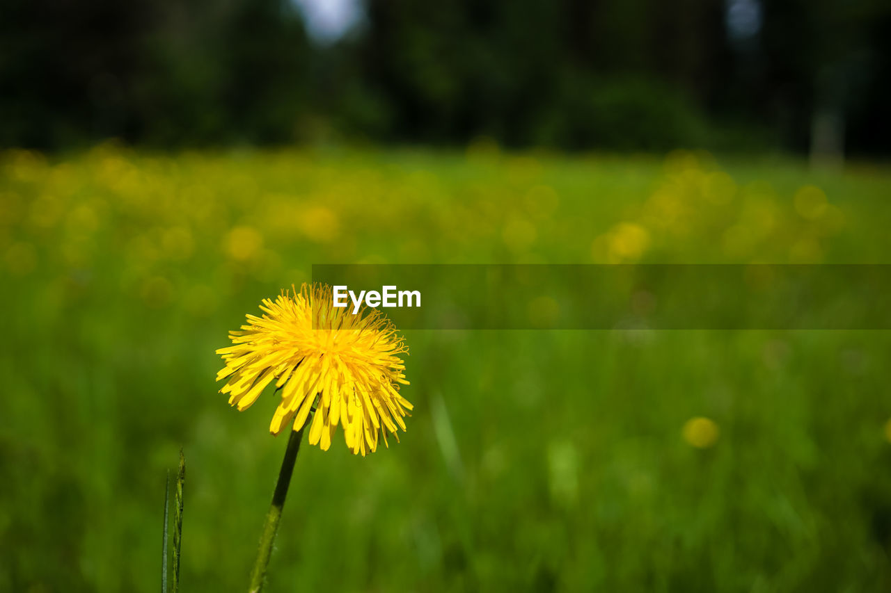 Close-up of yellow dandelion flower