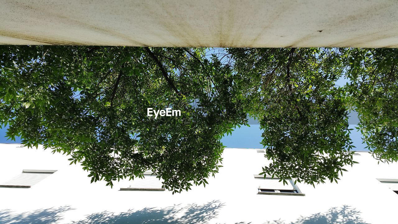 Low angle view of trees